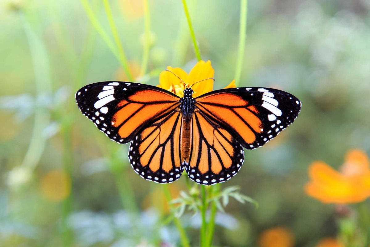 Significado espiritual de la mariposa y su mensaje en el tarot