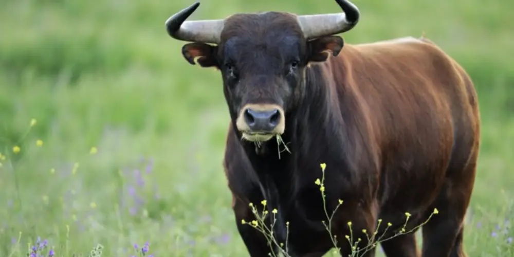 Soñar con toros: la brutal señal que tu subconsciente intenta gritarte