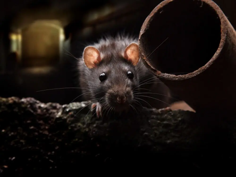 Soñar con ratas significa que algo apesta en tu vida y debes verlo
